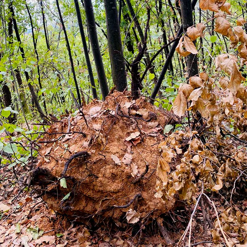 Aktivacija svih pet čula u prirodi romantična Fruška gora vikend za dvoje u prirodi