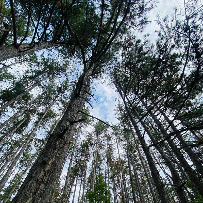 Nevidljivi šumski antidepresiv romantična Fruška gora vikend za dvoje u prirodi