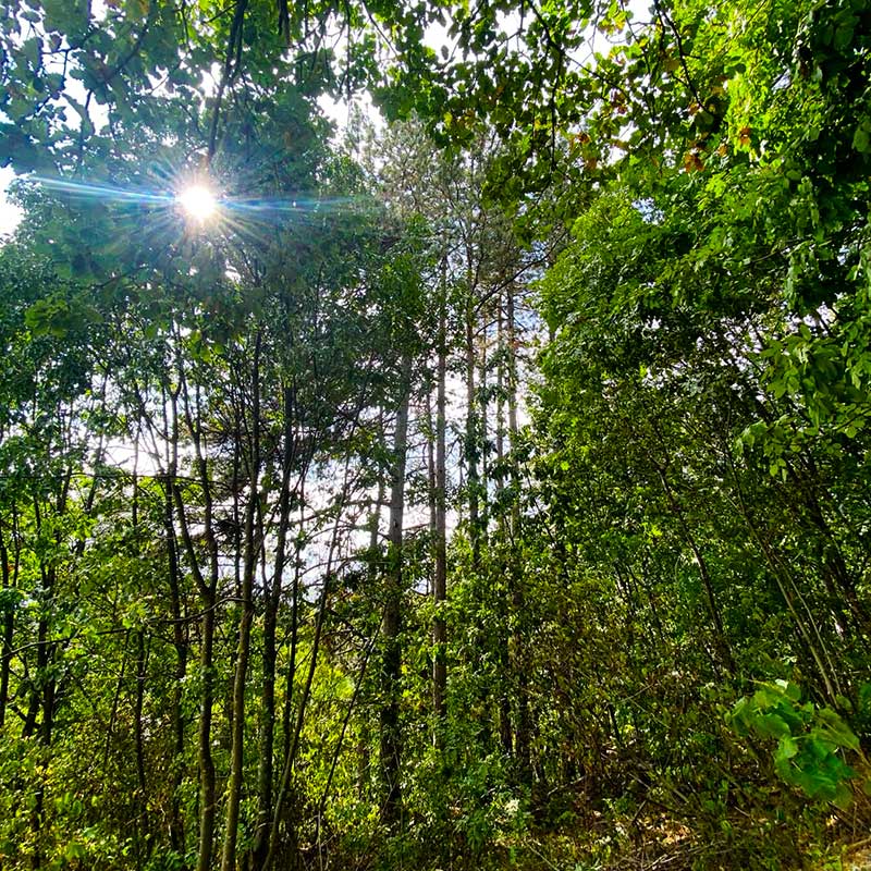 Fraktalna geometrija i alfa talasi mozga romantična Fruška gora vikend za dvoje u prirodi